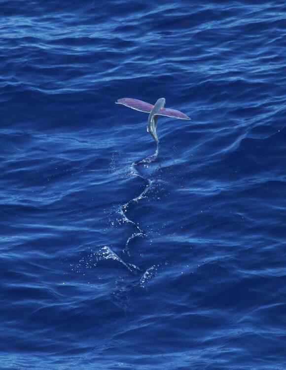 How Flying Fish Glide Over Ocean Waves - NewsBreak