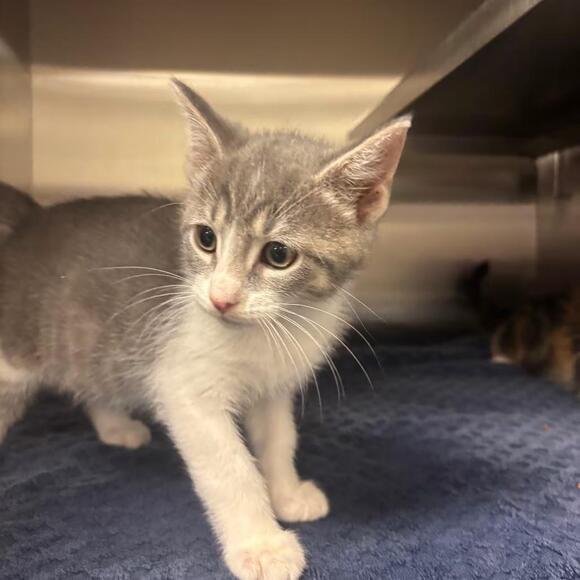 🐱 Playful, Gentle & Loving Cats Ready for Adoption in Bristol, IN ...