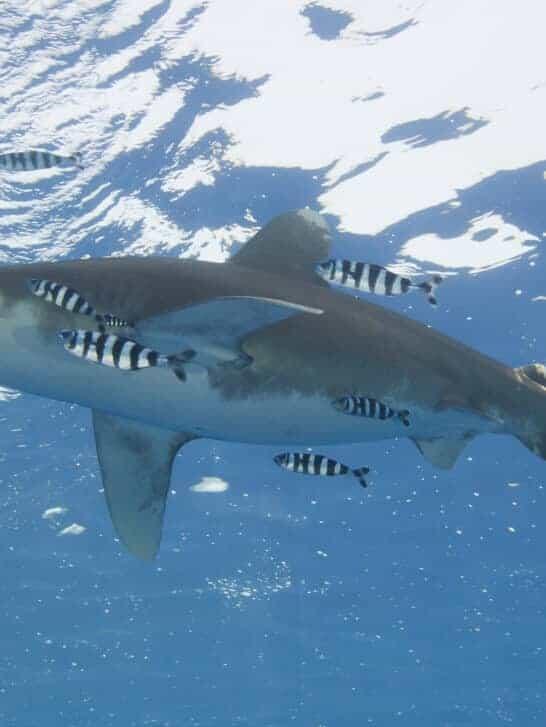 Great White Shark Vs. Oceanic Whitetip Shark - NewsBreak