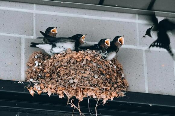 Touching a Baby Bird Won't Make Its Mother Abandon It - NewsBreak
