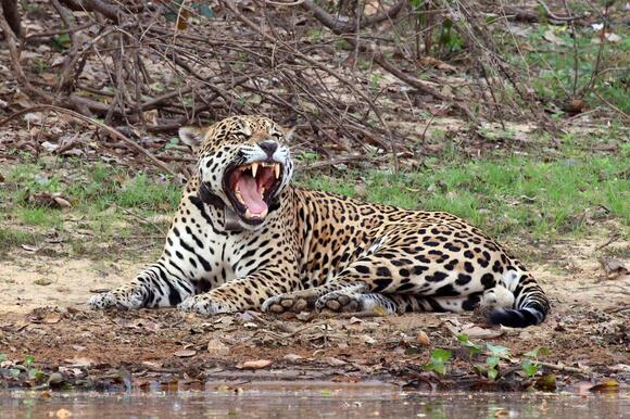 What Makes Jaguars the Ultimate Ambush Hunters - NewsBreak