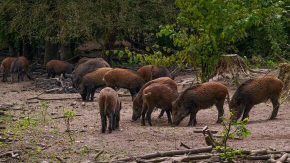 Why Capybaras Are Known as the “Ultimate Peacekeepers” in the Animal ...
