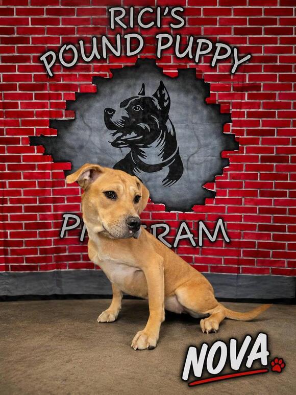 🐶 Playful Seniors, Pups & Prison-Program Dogs Seeking Homes in ...