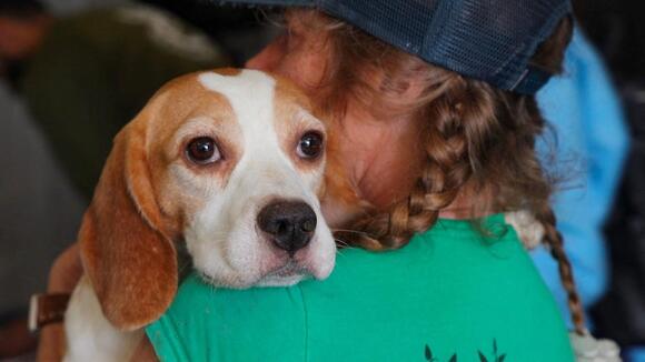 135 more beagles released from Wisconsin research facility - NewsBreak