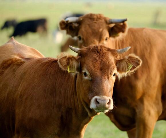 Brucellosis Laws in Oklahoma: What Cattle and Bison Owners Need to Know ...