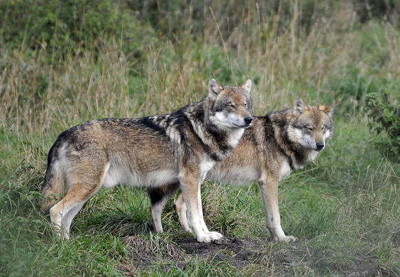 14 Times Wolves Displayed Human Like Behavior - NewsBreak