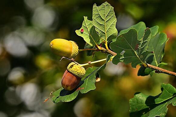 Why Acorns Are Suddenly Everywhere Some Years and Missing in Others ...