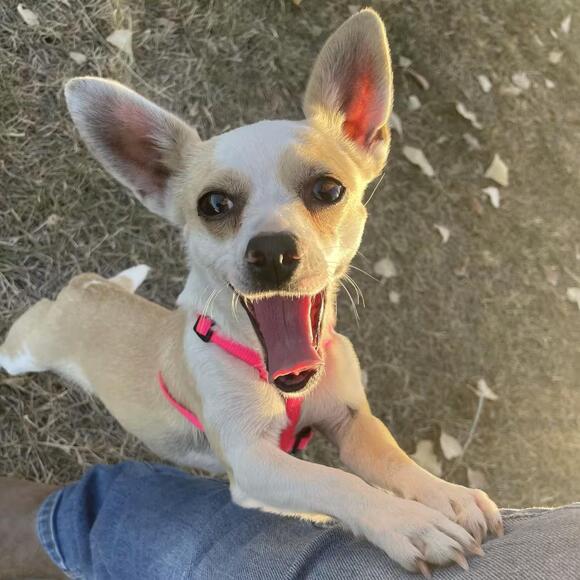 🐶 Playful Pups and Calm Companions Ready for Adoption in Tacoma - NewsBreak