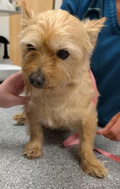 🐶 Playful & Loving Dogs Ready for Adoption in Eugene, OR - NewsBreak