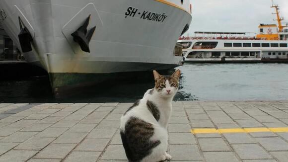 How Cats Have Been Used as Pest Control for Centuries - NewsBreak