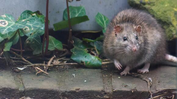 PETA asks Philadelphia mayor for rat birth control program instead of ...