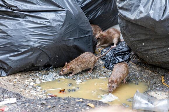 New Orleans in top 50 cities for rats - NewsBreak