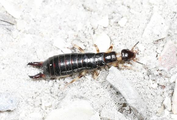 5 Types of Earwigs in Texas: What They Look Like and How to Get Rid of ...