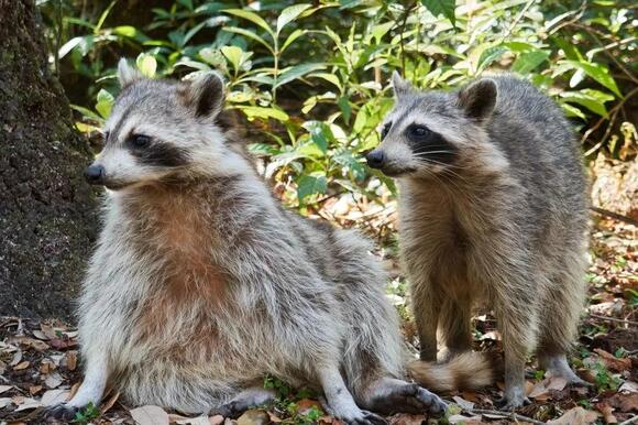 What Do You Call a Group of Raccoons? The Answer Is Oddly Watchful ...