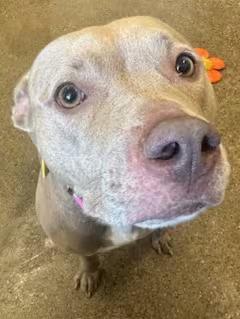 🐶 Playful, Gentle & Loyal Dogs Ready for Adoption in Cleveland - NewsBreak