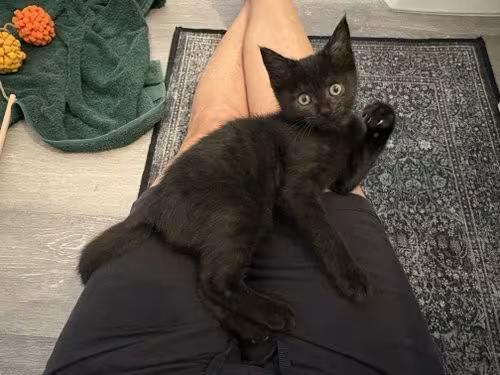 🐱 Orlando Cats Ready for Adoption and a Loving Home - NewsBreak