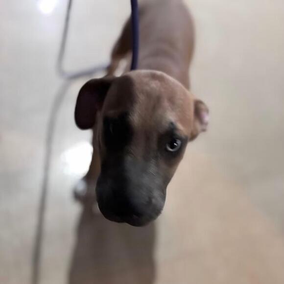 🐶 Playful Pups Ready for Adoption in Chichester, NH - NewsBreak
