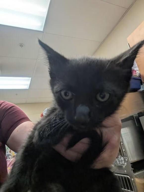 🐱 Playful Spokane Valley Kittens & Cats Ready for Adoption - NewsBreak