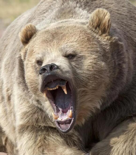 Black Bear Attacks Are Nearly Nonexistent in Louisiana - NewsBreak