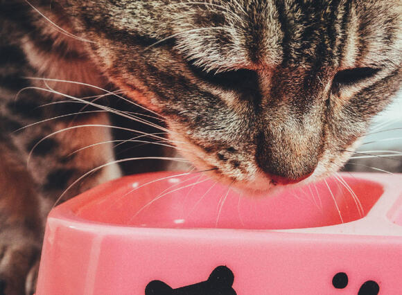 22 Routines an Old Cat Protects to the Very End - NewsBreak