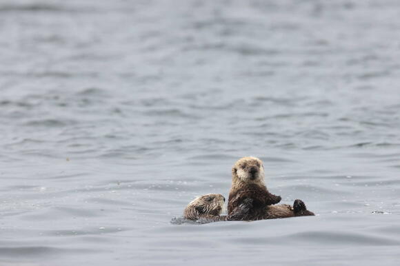 The Surprising Way Sea Otters Use Rocks as Tools - NewsBreak