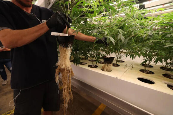 Arizona company pioneers cannabis cultivation without soil - NewsBreak