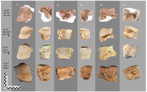 First Solid Evidence of Hannibal's Infamous War Elephants Discovered in ...