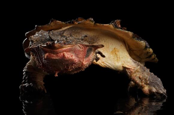 14 Wild Turtles With Unexpected Abilities - NewsBreak