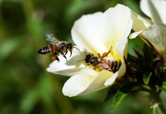 How Bees Keep Ecosystems Alive — And What Happens if They Disappear ...