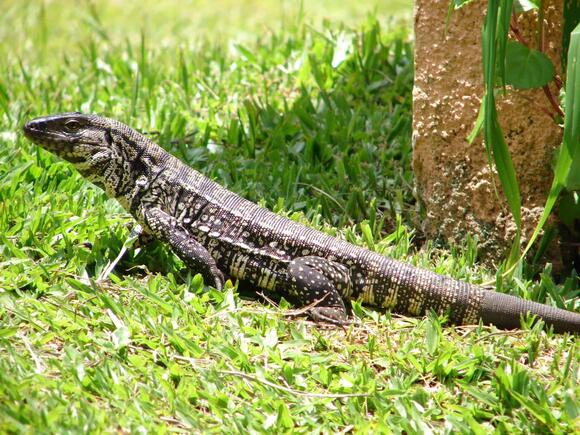Why Florida Is a Hotspot for Invasive Reptiles - NewsBreak