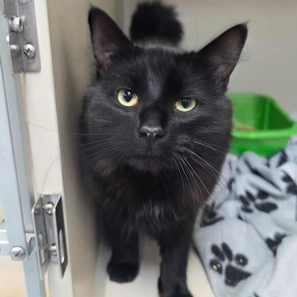 🐱 Gentle & Playful Cats Ready for Adoption in Great Falls - NewsBreak
