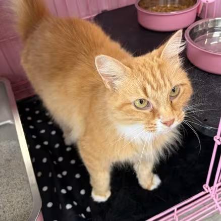 🐱 Playful & Sweet Cats Ready for Adoption in Dayton, Ohio - NewsBreak