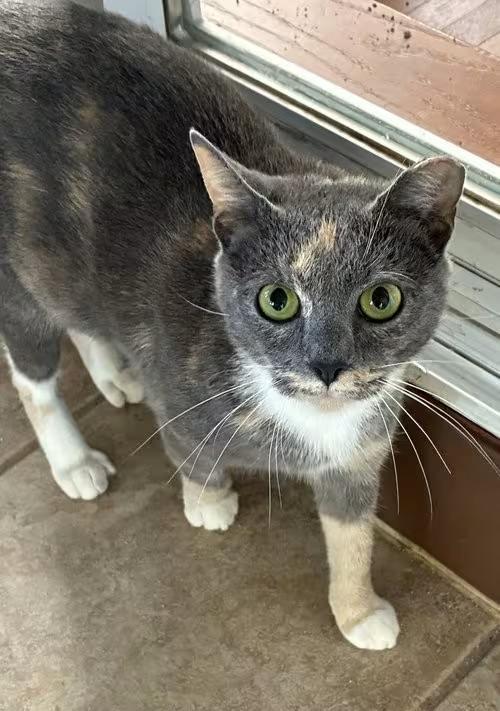 🐱 Playful & Sweet Cats Waiting for Adoption in Harrisburg PA - NewsBreak
