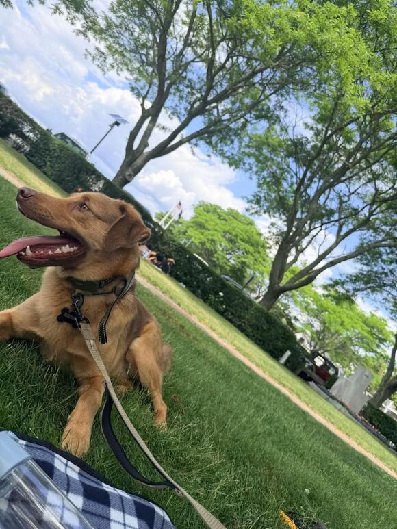 🐶 Playful, Resilient Dogs Ready for Adoption in Providence - NewsBreak