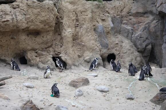 What Do You Call a Group of Penguins? The Answer Describes How They ...