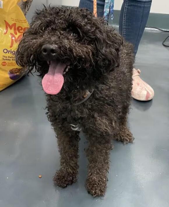 🐶 Gentle, Loving Dogs Waiting for Adoption in Ridgewood NY - NewsBreak