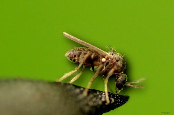 How To Protect Yourself From Tiny Annoying Bugs That Bite in MN - NewsBreak