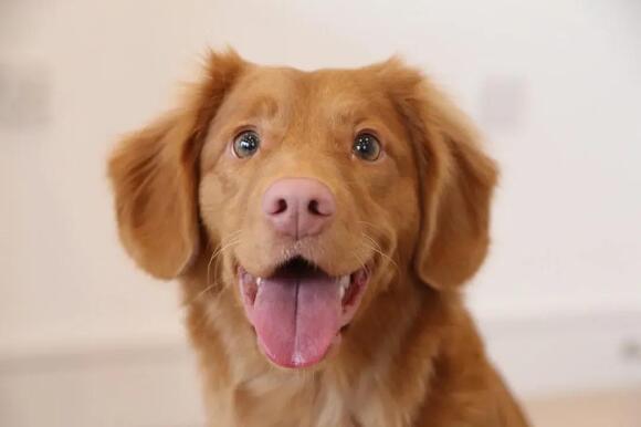 Animal Research Shows Dogs Look at the Right Side of Human Faces First ...