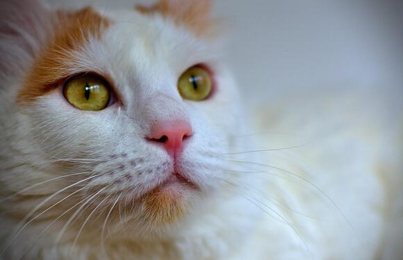 8 Cat Breeds You Can Train (and 8 That Will Forever Be Their Own Bosses ...