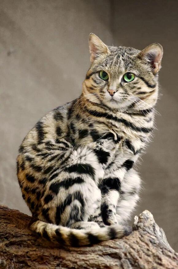 23 Animals That Eat Squirrels: From Backyard Hawks to Bobcats and ...