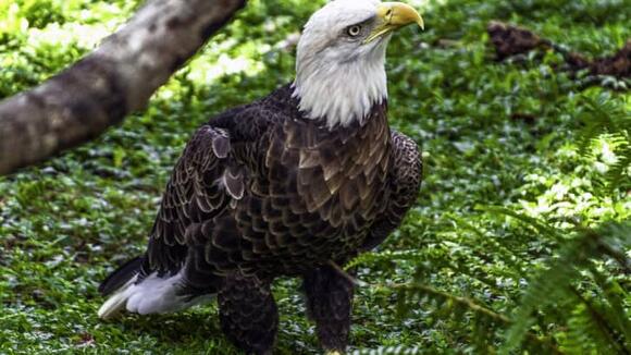 The Role of Bald Eagles in Native American Culture - NewsBreak