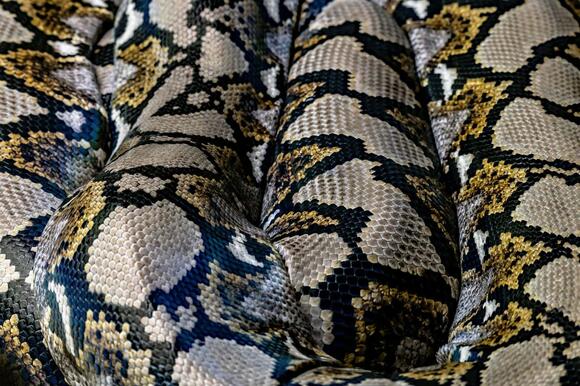 This Snake Can Climb Glass Walls - NewsBreak