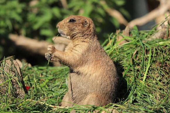 The Communication System of Prairie Dogs - NewsBreak