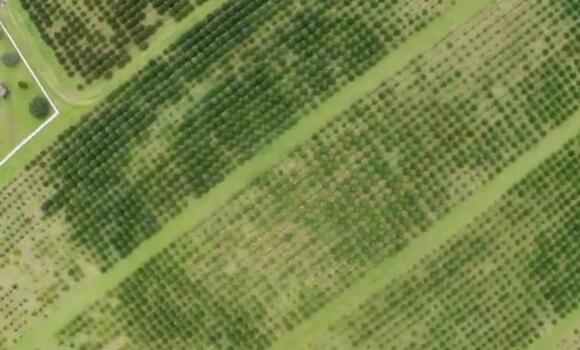 A Drone Tour Over Two Michigan Christmas Tree Farms - NewsBreak
