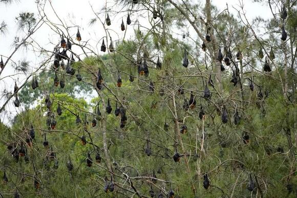 What Do You Call a Group of Bats? The Answer Is Perfectly Spooky ...