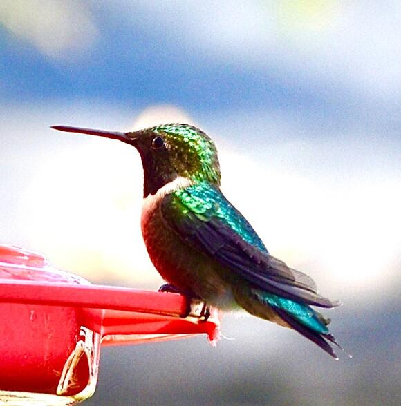 Time to Welcome Back the Hummingbirds: Tips for a Healthy Return to ...
