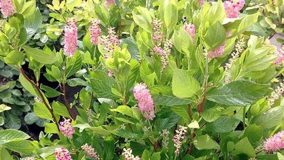 Bringing Nature Indoors Through Botanical Art - NewsBreak