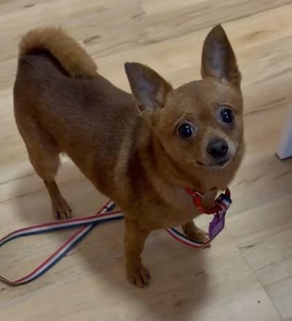 🐶 Playful, Gentle & Loyal Dogs Ready for Adoption in Cleveland - NewsBreak