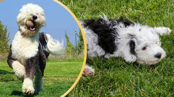 The Ultimate Guide to Owning a Sheepadoodle - NewsBreak