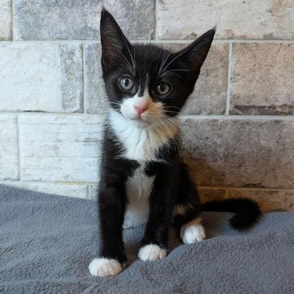 🐱 Sweet Cats in Lakeland Ready for Adoption at SPCA Florida - NewsBreak